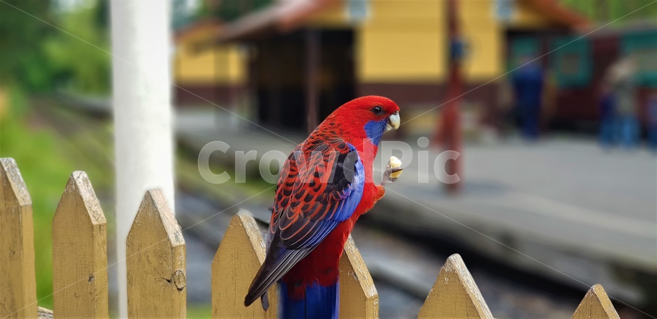 animal,동물,bird,새,앵무새,빨간앵무새
