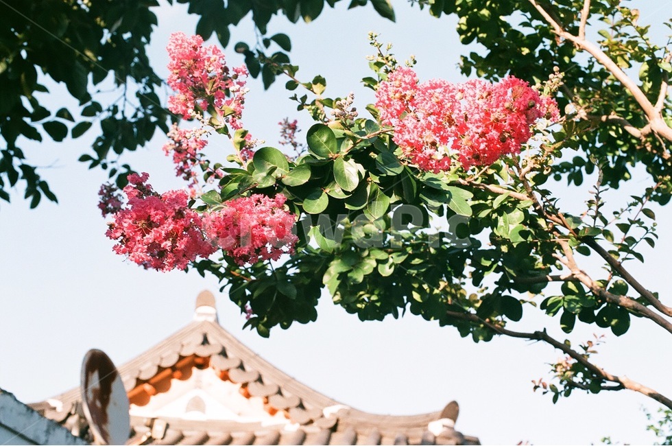 꽃,나무,배롱나무,한옥,배롱꽃,식물,자연,plants,nature,꽃,flower,감성,sensible,feeling