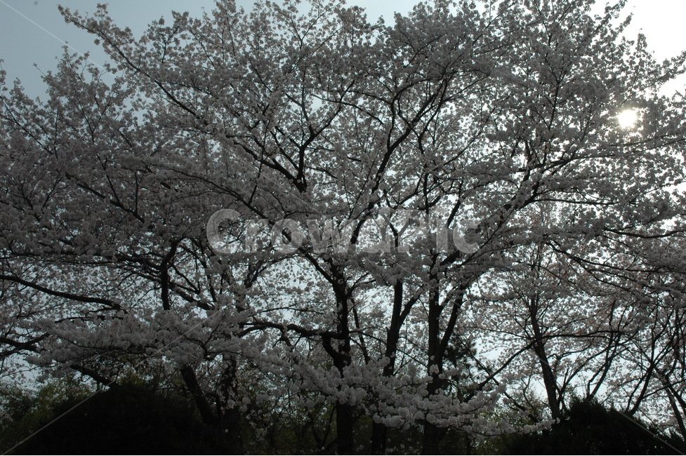 벚꽃,생명력,cherryblossom,꽃,분홍벚꽃,식물,자연,plants,nature,꽃,flower