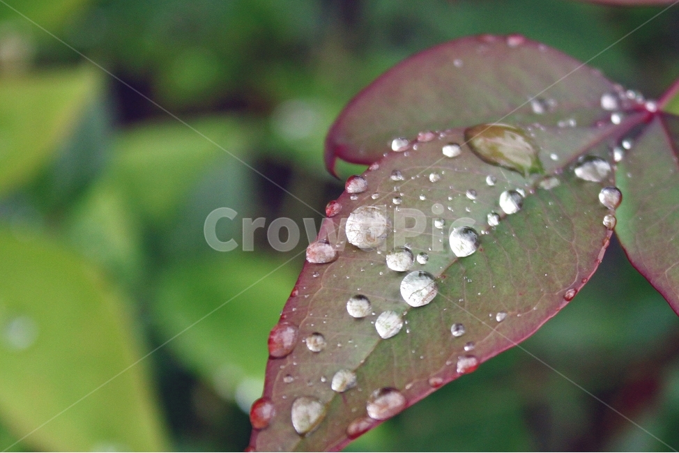식물,잎,잎사귀,자연,이슬,아침이슬,물,녹색,녹음,green,plant,nature,감성,맑음,깨끗함,식물,자연,plants,nature