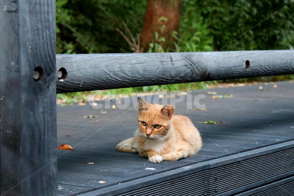 고양이,길고양이,길냥이,새끼고양이,아기고양이,반려묘,반려동물,애완동물,야옹이,동물,동물,animal,포유류,mammal,고양이,cat,kitten,kitty