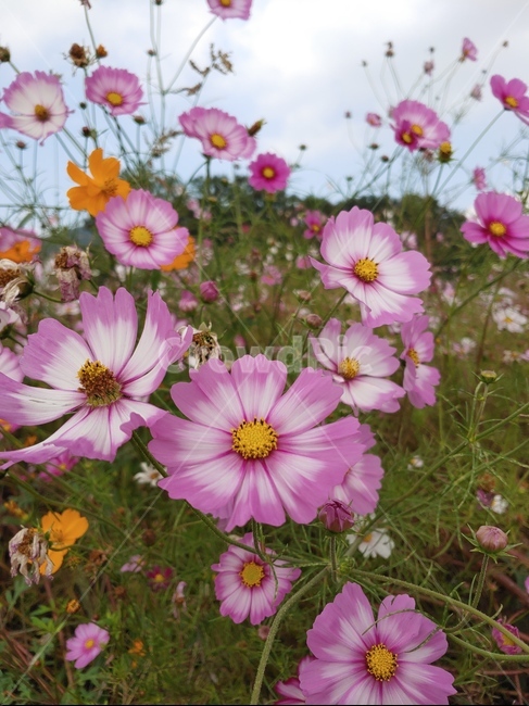 코스모스,가을,풍경,꽃,도심풍경,flower,식물,blossom,plant,꽃잎,autumn,fall,가을,계절,fall,autumn,season,geranium,제라늄,petal
