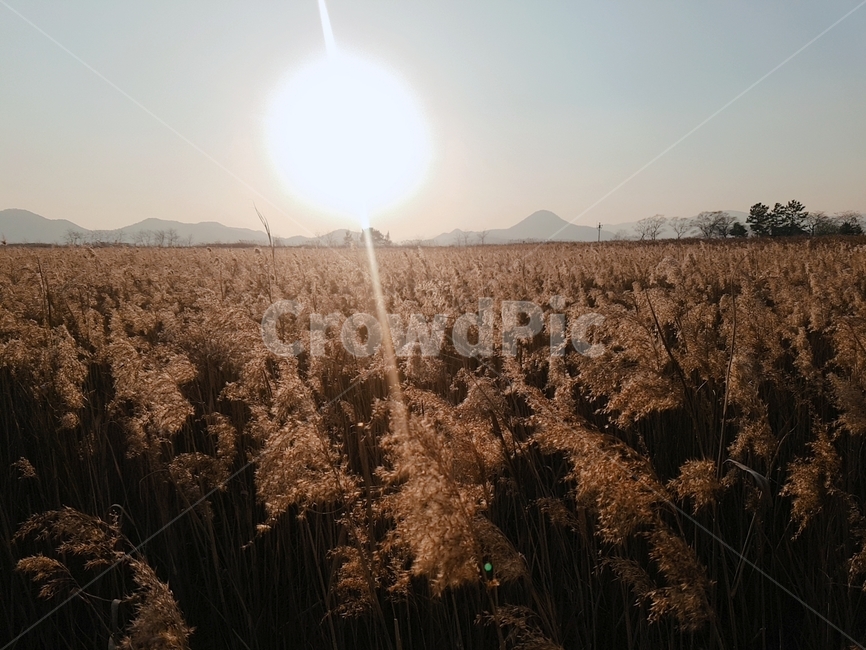 순천만,노을,갈대,겨울갈대,해넘이,바람