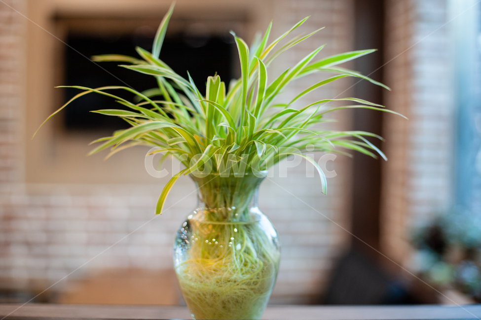 식물,화분,botanical,plant,자연