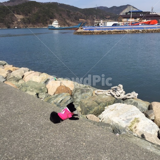 강아지,산책,휴식,바다,항구,집중,아담,산,상선,방파제,puppy,walk,ramble,holiday,sea,harbor,besmall,mountain,breakwater,mini,반려견