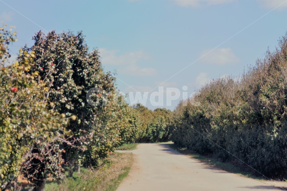 봄,동백나무,식물,자연,계절,길,하늘,파란색,초록색,나무들,spring,season,nature,sky,blue,green,trees,봄,계절,spring,season,자연,풍경,nature,landscape,plant
