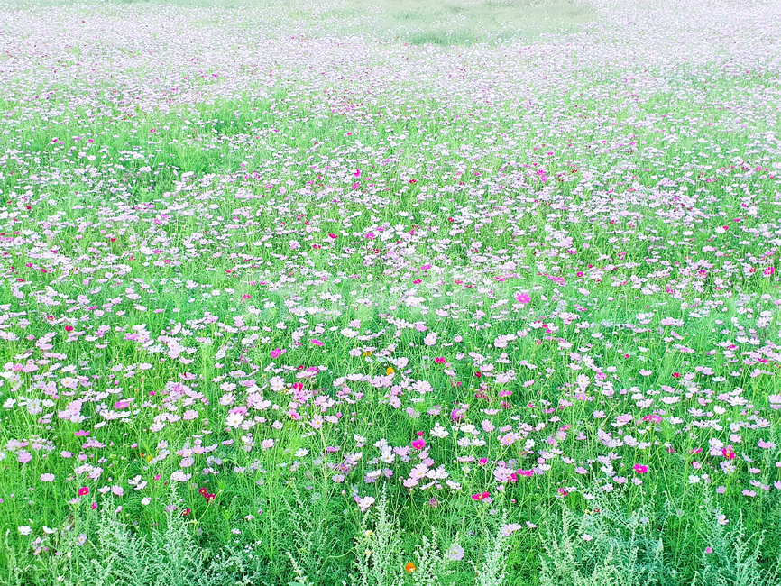 코스모스,꽃,풍경,가을,핑크,식물,자연,plants,nature,꽃,flower