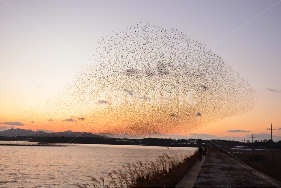 동림지가창오리,동림지일몰,가창오리,동림지,가창오리군무,황혼,일몰,flock,대군,nature,자연,outdoors,옥외,동물,animal,조류,새,birds