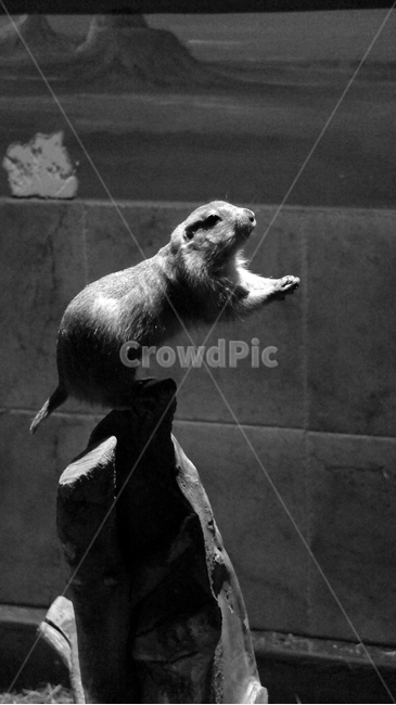 설치류,포유류,프레리독,동물,rodent,mammal,animal,동물,animal,포유류,mammal,흑백,모노톤,monochrome,black and white