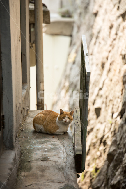 고양이,동물,animal,골목,벽,wall,동물,animal,포유류,mammal,고양이,cat,kitten,kitty