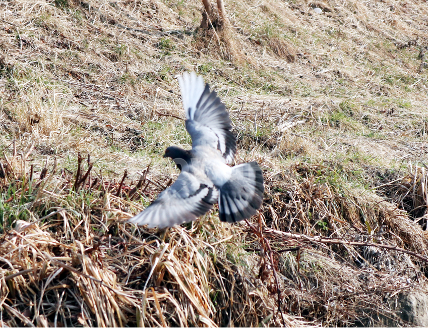 비둘기,새,조류,새날개,날개,날개짓,동물,animal,조류,새,birds