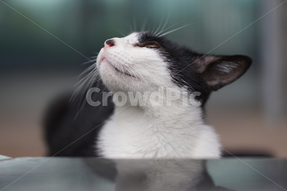 고양이,얼룩이,동물,포유류,펫,애완동물,눈동자,산책,길거리,동물,animal,포유류,mammal,고양이,cat,kitten,kitty