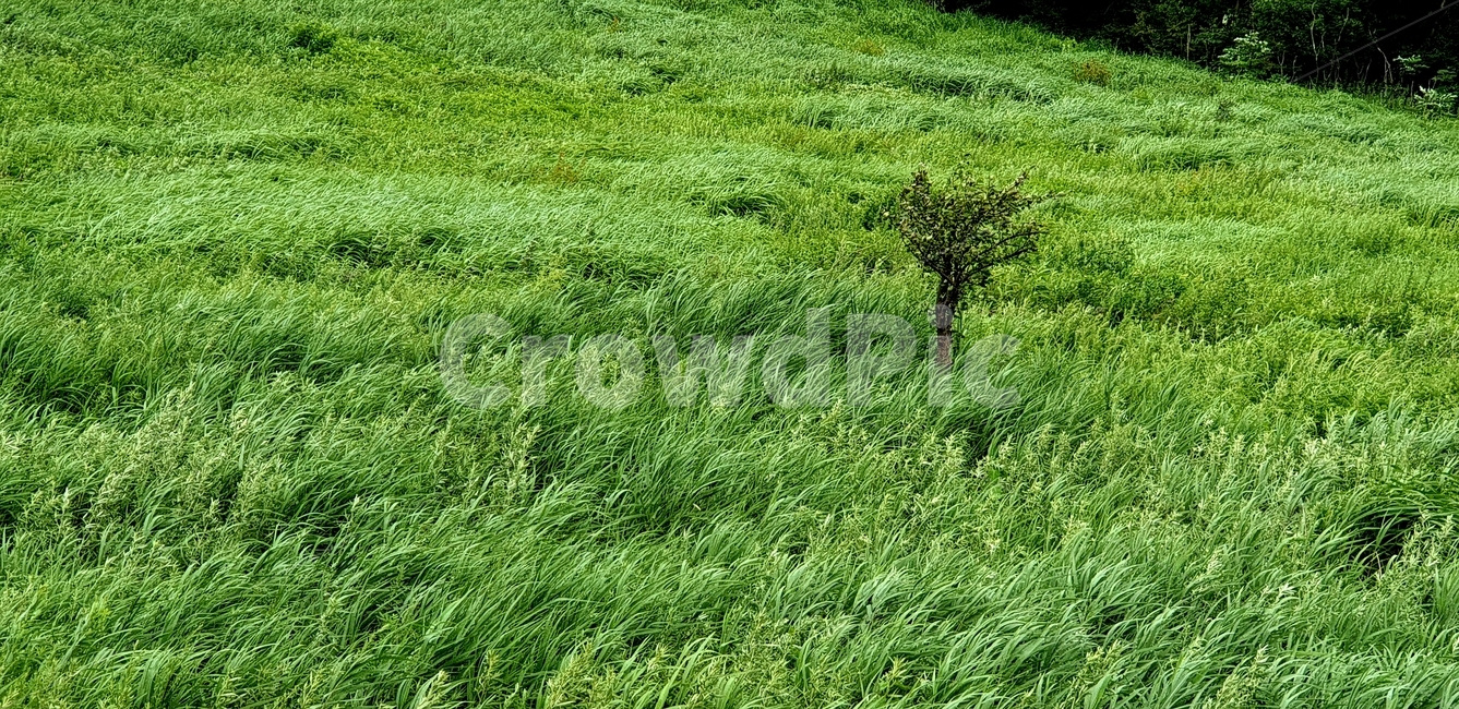 plant,식물,들,nature,자연,나무,바람,여름,식물,자연,plants,nature