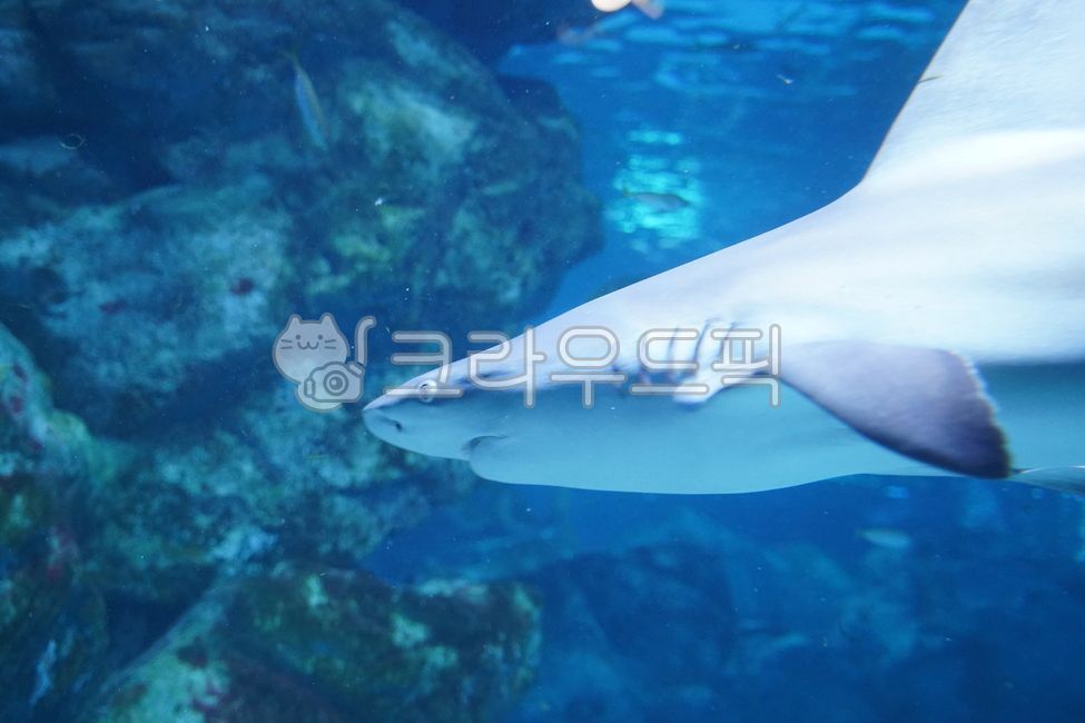 바다,물고기,바닷속,아쿠아리움,상어,아기상어,헤엄치다,underthesea,sea,fish,aquarium,shark,babyshark