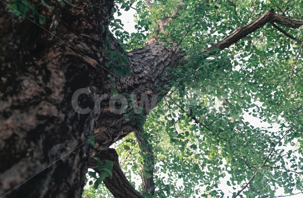 자연,나무,필름사진,성장,은행나무,자연사진,푸른,여름,nature,tree,은행,연출사진,나무사진,필름카메라,여름,계절,summer,season,식물,자연,plants,nature,휴식,힐링,rest,relaxation,healing,plant,tree trunk,나무 줄기