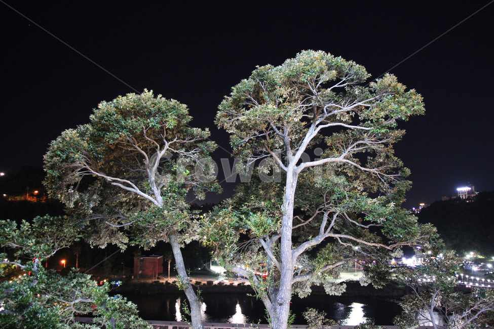 야경,나무,자연,밤,소나무,자연,풍경,nature,landscape,야경,밤,nightscape,night,tree,plant,식물,tree trunk,나무 줄기