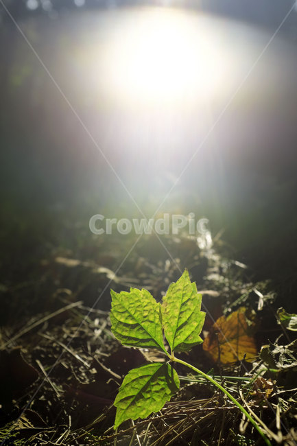 자연,잎,숲,빛,nature,leaf,light,forest,햇빛,숲속,플레어,sunlight,식물,plant,식물,자연,plants,nature