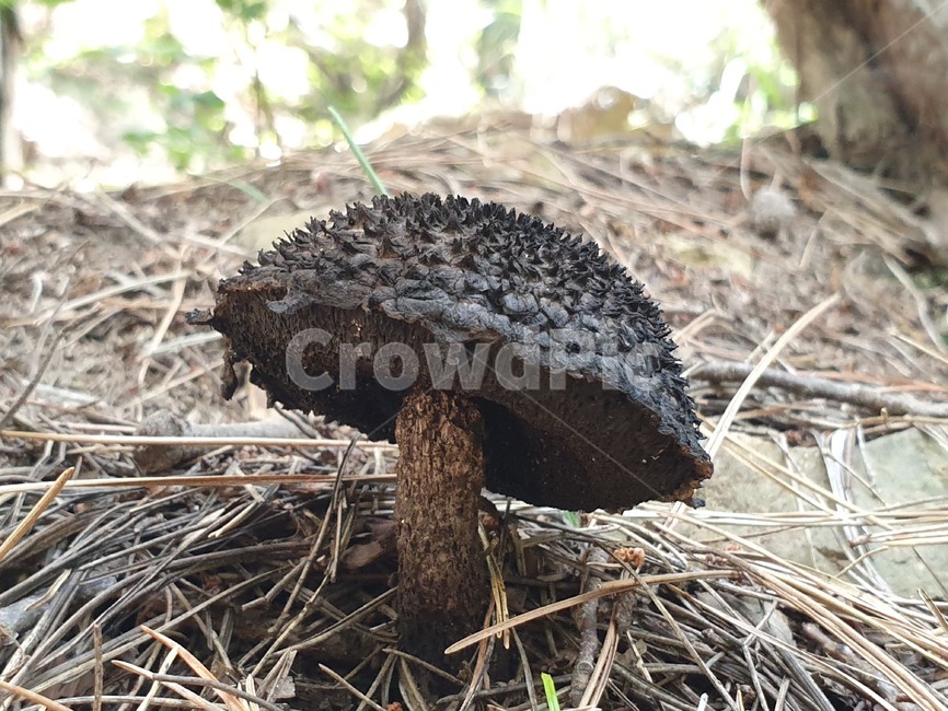 무등산,군왕봉,뒷산,하이킹,야생버섯,gwangju,mudeongmountain,hiking,wildmushroom,버섯,mushroom