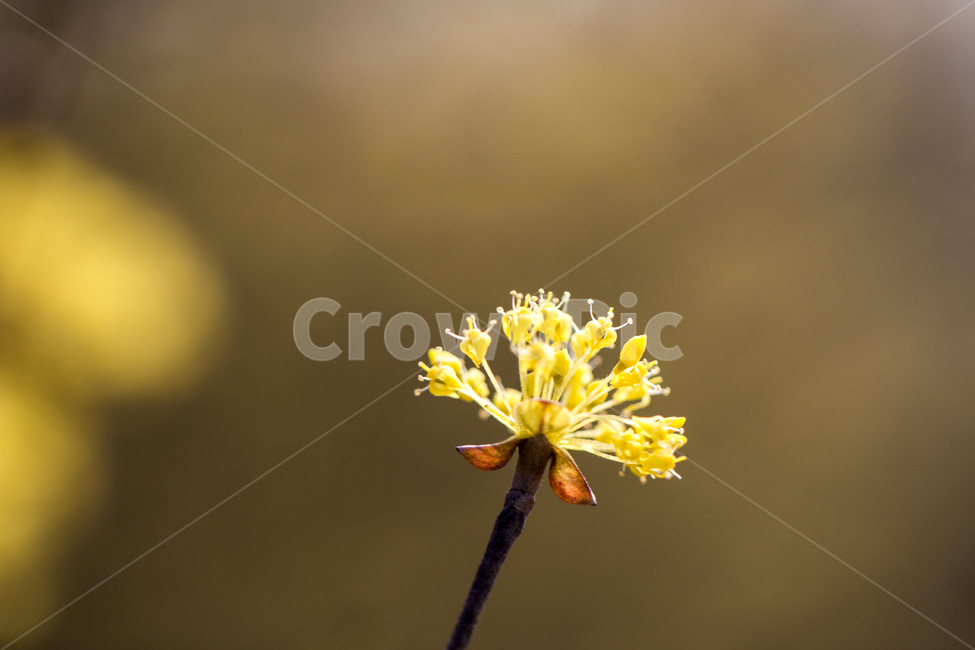 산수유,봄,나들이,배경,계절,꽃,자연,식물,한국,봄,계절,spring,season,식물,자연,plants,nature,꽃,flower,plant