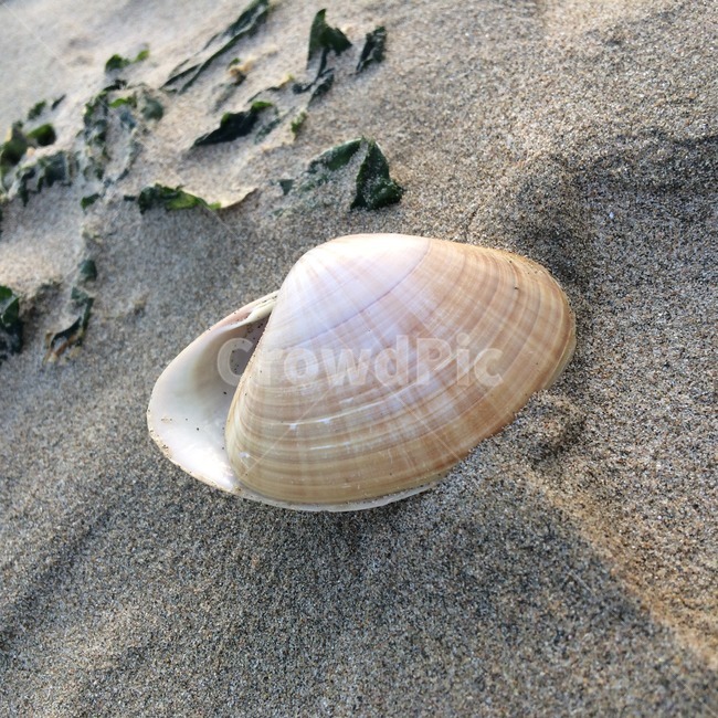해변,모래,발자국,감성사진,해수욕장,beach,sand,sensible,sense,nature,모래결,백사장,조개,껍질,조개껍질,감성,자연