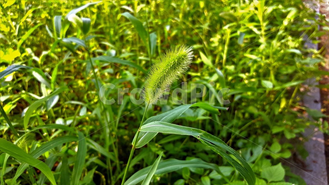 강아지풀,자연,식물,foxtail,plant