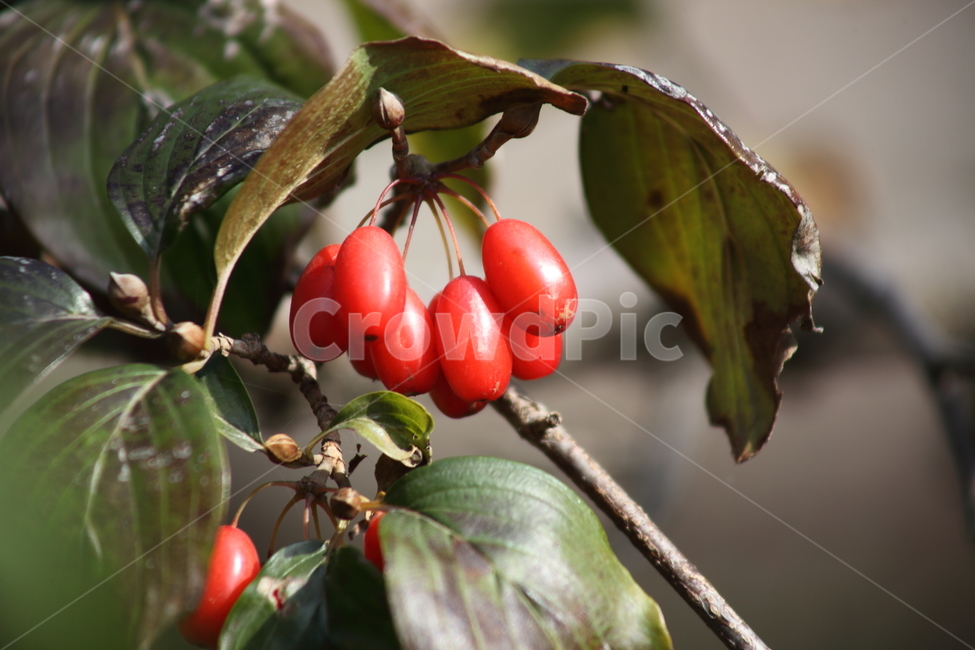 산수유,열매,빨강,가을,japanesecorneliancherry,식물,자연,plants,nature,과일,열매,fruit