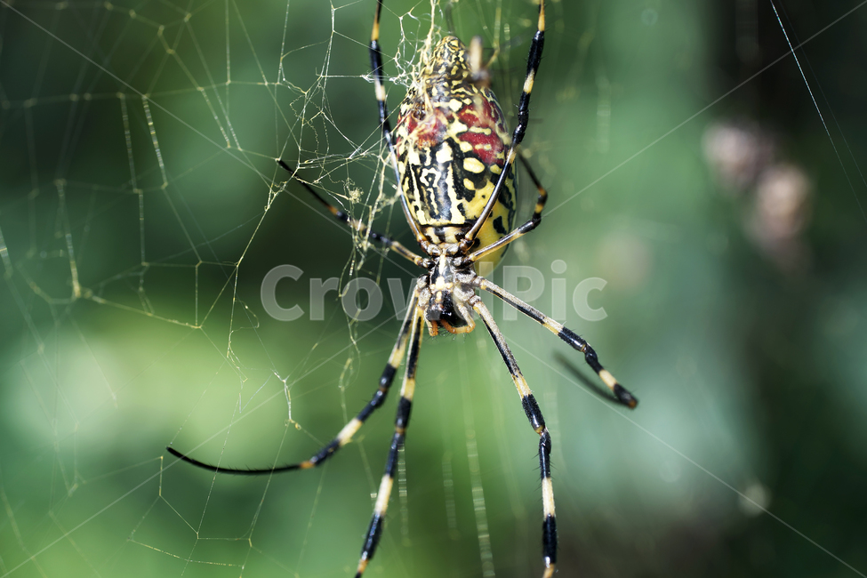 호랑거미,거미,절지동물,argiopeamoena,거미줄,담록색,동물,animal,곤충,벌레,insect,bug