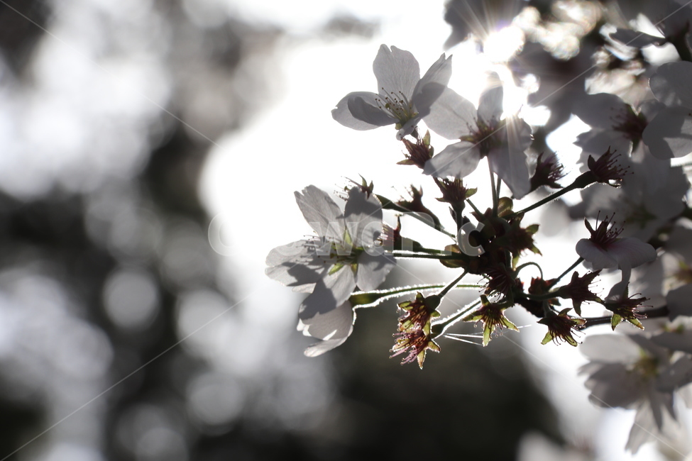 plant,식물,벚꽃,나무,tree