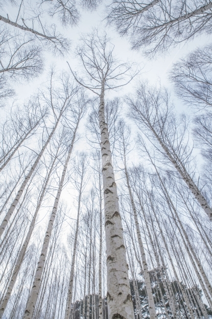 풍경,겨울,나무,숲,자작나무,겨울,계절,winter,season,자연,풍경,nature,landscape,식물,plants,나무,trees,wood,tree,plant