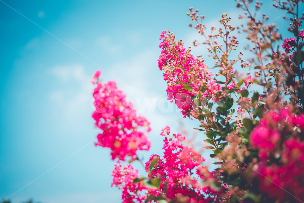 식물,꽃,분홍꽃,백일홍,파란하늘,식물,자연,plants,nature,꽃,flower