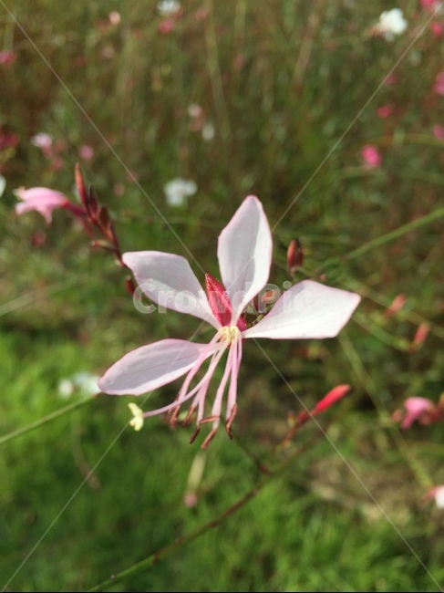 자연,꽃,바늘꽃,awillowherb,식물,식물,자연,plants,nature,꽃,flower