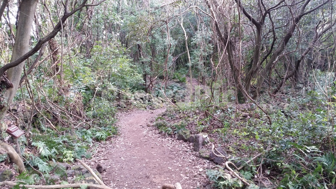 나무,숲,산책,바위,산책로,tree,식물,wood,forest,덤불숲,삼림지대,thicket,grove,woodland,walk,trail,오솔길,path