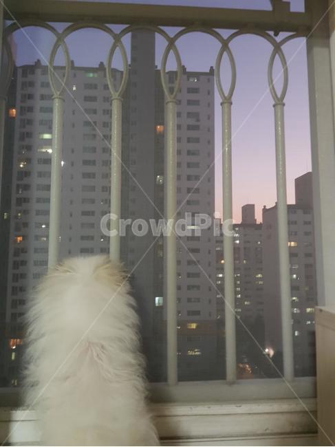 강아지,반려동물,반려견,애잔,슬픔,동물,animal,포유류,mammal,개,강아지,dog,doggy