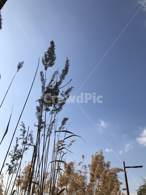 갈대숲,갈대,갈,북달,풍경,하늘,파란하늘,구름,자연,Sky,Reed,식물,자연,plants,nature