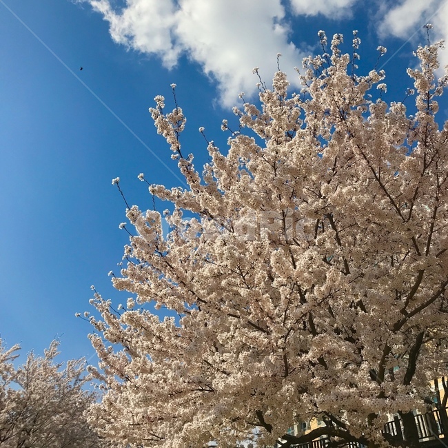 벚꽃,봄,하늘,자연,꽃,구름,팝콘,spring,sky,flower,cherryblossom,nature,pink,핑크,분홍색,밀양