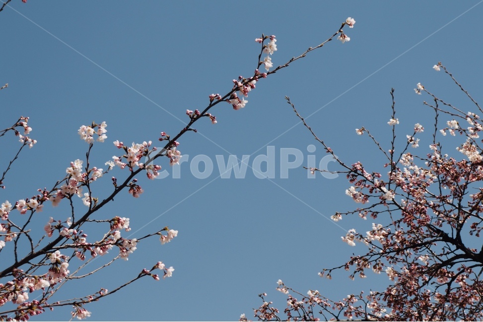 봄,자연,꽃,벚꽃,하늘,spring,sky,봄,계절,spring,season,plant,식물,flower,blossom,cherry blossom