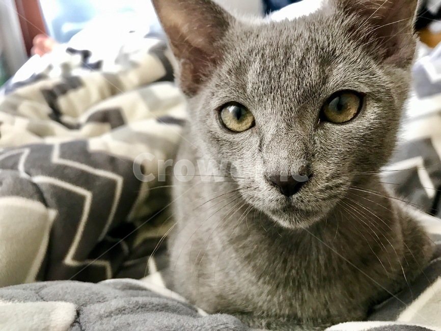 고양이,냐옹이,애완동물,반려동물,cat,집사,터키쉬앙고라,러시안블루