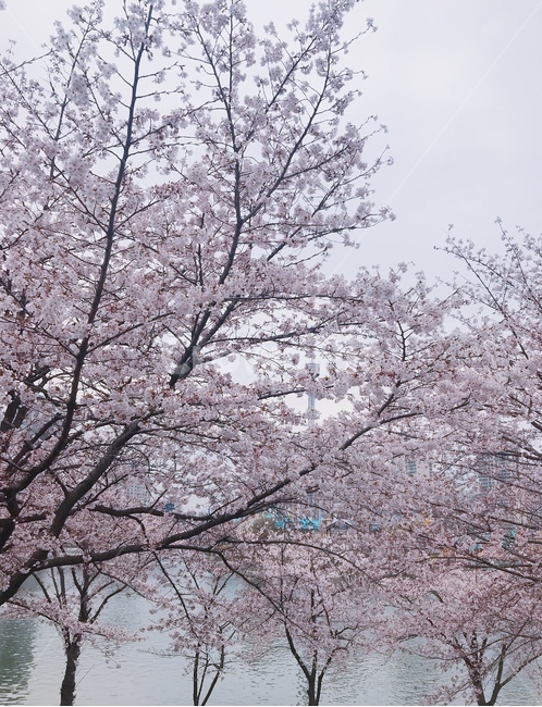 배경,풍경,봄,꽃,벚꽃,흩날리는,spring,flower,자연,풍경,nature,landscape,식물,plants,꽃,flower,plant,blossom