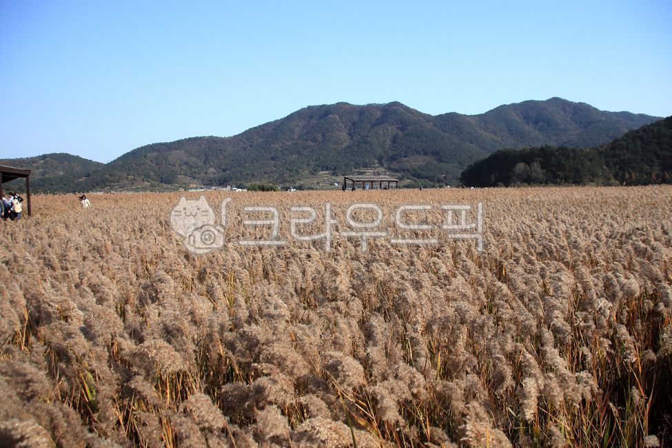 Suncheon,Suncheon Bay reed colony,Ramsar wetland,Suncheon Bay Wetland,Reed,Suncheon Bay,background,plant,autumn,reed field