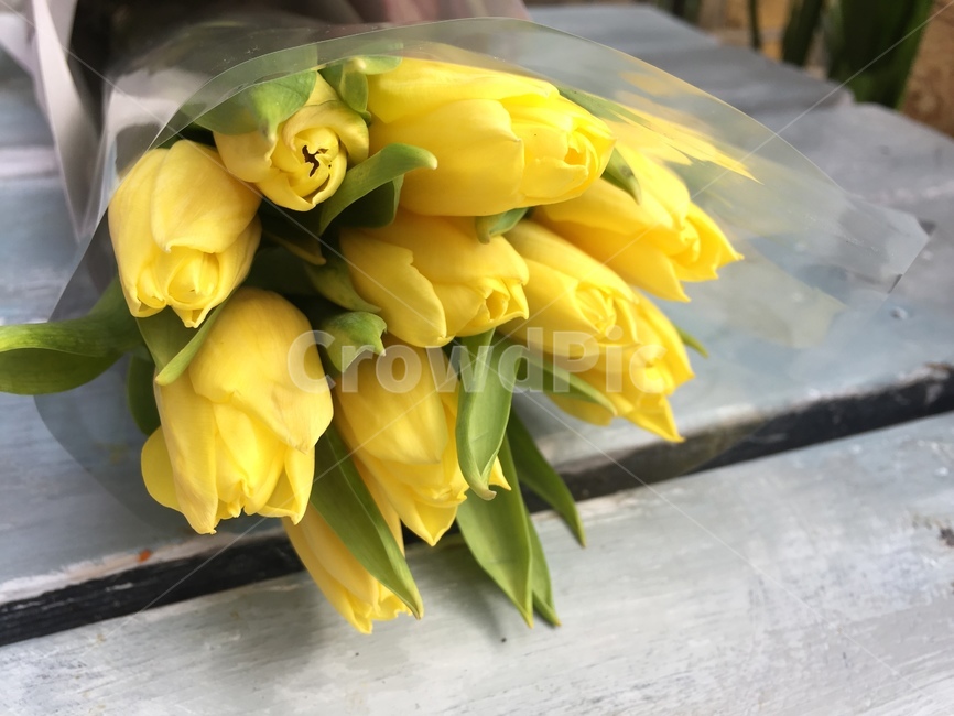 plant,식물,flower,꽃,튤립,노란색,yellow