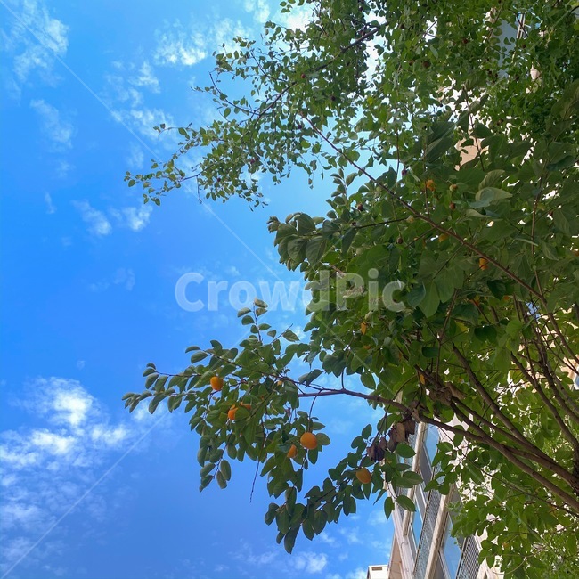 나무,식물,감나무,가을,하늘,맑음,tree,자연,풍경,nature,landscape