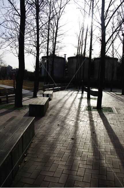 겨울,나무,공원,식물,plant,역광,자연,풍경,nature,landscape,flooring,바닥,wood,floor,path,통로