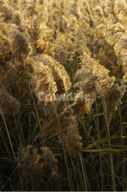 풍경,갈대밭,갈대,식물,plant,가을,계절,fall,autumn,season,자연,풍경,nature,landscape,grass,잔디,lawn,reed