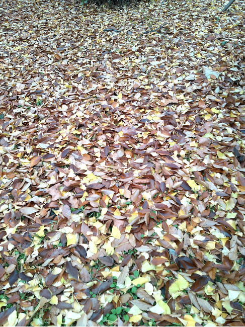 낙옆,가을,잎,바닥,가을잎,가을,계절,fall,autumn,season,ground,confetti,색종이 조각,paper,종이
