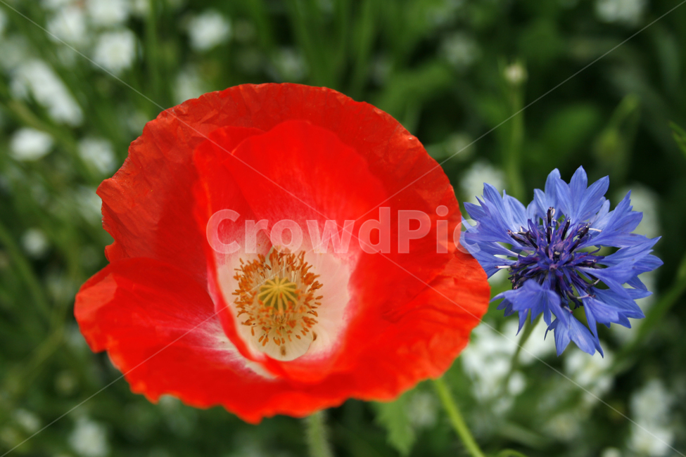 양귀비,수레국화,개양귀비,식물,flower,plants,nature,꽃,꽃봉오리,꽃밭,식물,자연,plants,nature,꽃,flower
