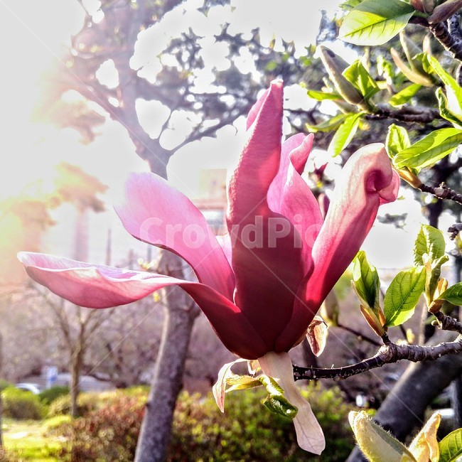 꽃,목련,자목련,flower,빛