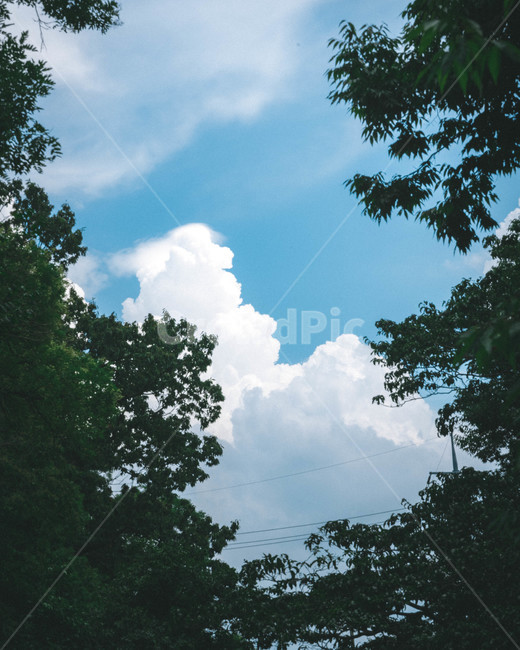 구름,나무,장엄,프레임,파랑,여름,자연,풍경,nature,landscape,outdoors,옥외,weather,날씨,cloud,cumulus,적운,sky,하늘