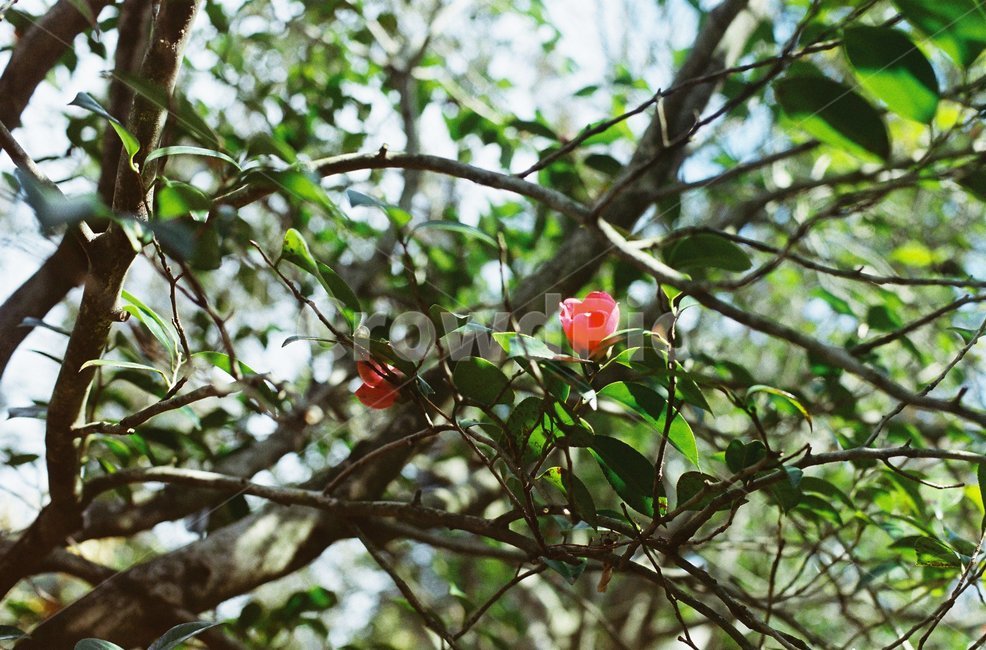 동백꽃,동백,꽃,붉다,제주,필름,필름사진,식물,자연,plants,nature,꽃,flower