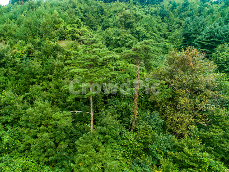 녹색,나무,풍경,소나무,여름,자연,풍경,nature,landscape,식물,plants,나무,trees,wood,vegetation,초목,plant,tree,outdoors,옥외,land,땅,rainforest,열대 우림,jungle,밀림,bush,부시