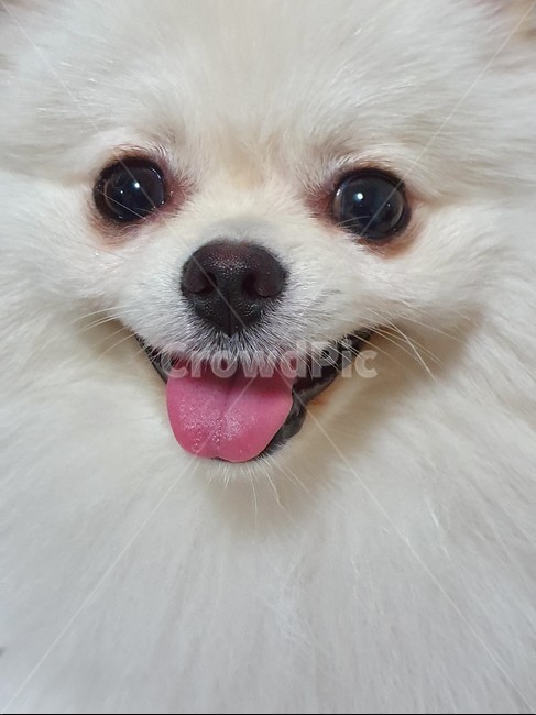 애완견,강아지,포메라니안,포메,크림포메,동물,animal,포유류,mammal,개,강아지,dog,doggy